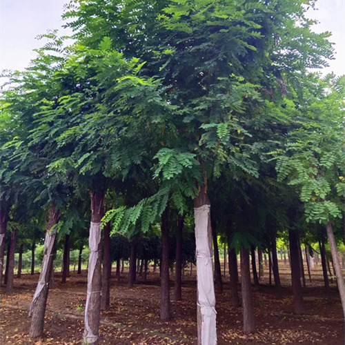 香花槐图片