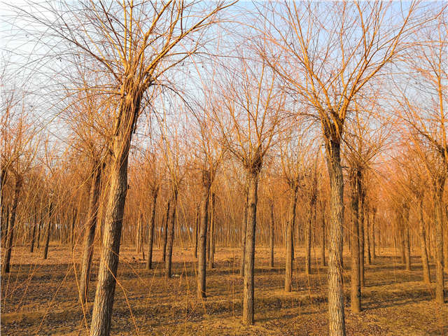 金丝垂柳照片种植基地实拍