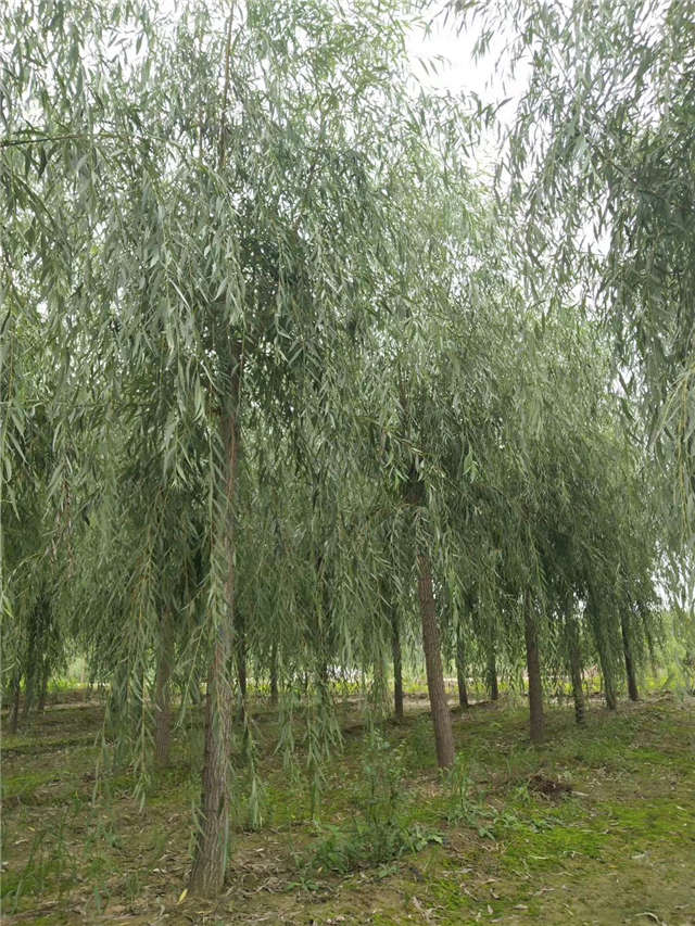 金丝垂柳照片种植基地实拍