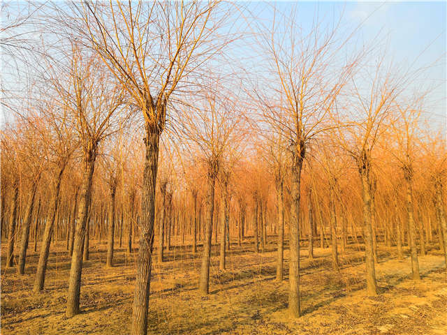 金丝垂柳照片种植基地实拍