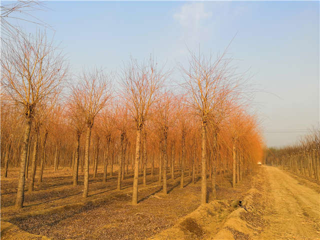 金丝垂柳照片种植基地实拍