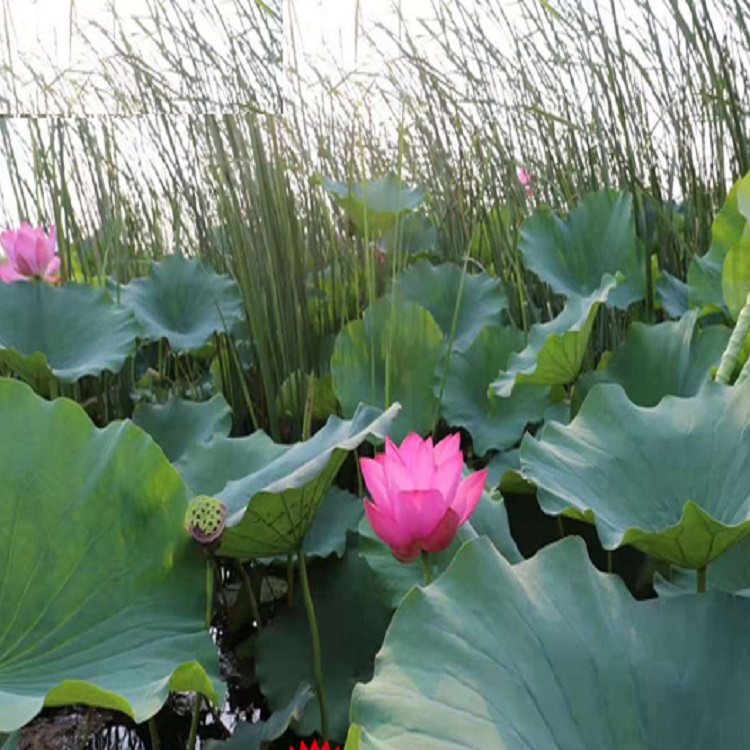 荷花苗，水生植物种苗生产基地 水生植物批发基地