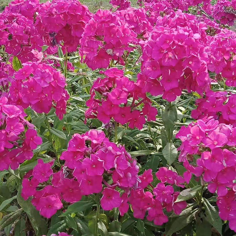 玫瑰红福禄考