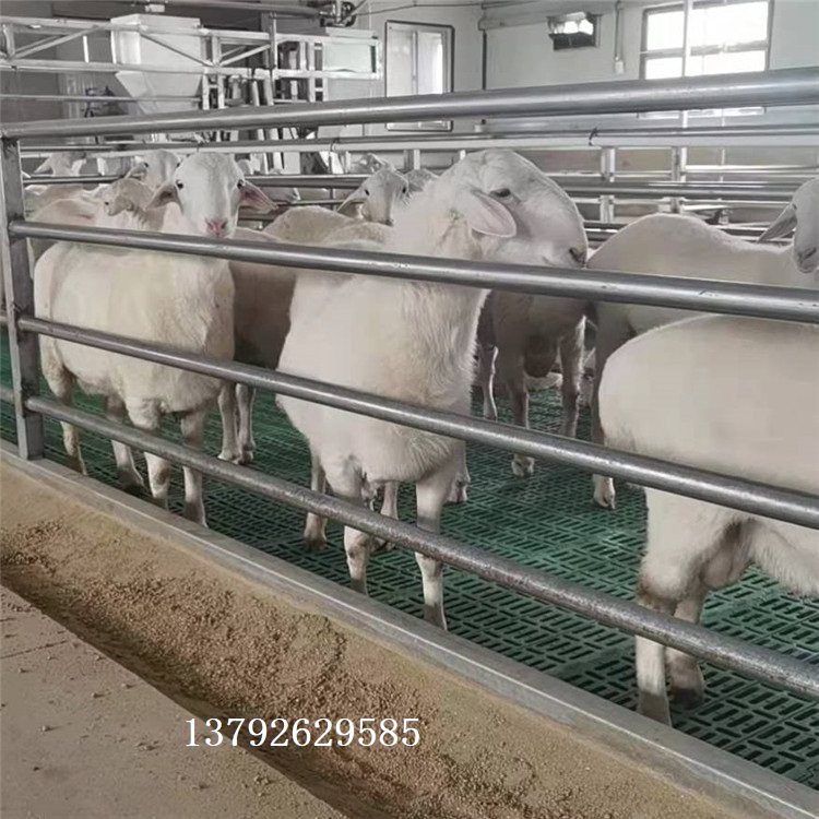 养羊专用漏粪板  羊的漏粪板  新疆羊床