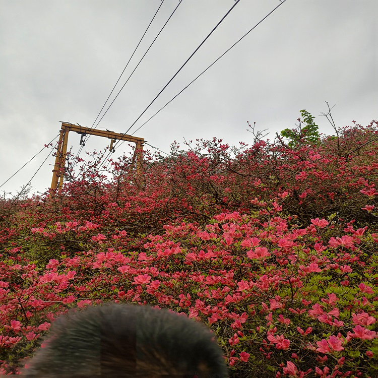 湖北麻城市龟峰山景区索道