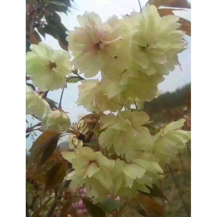 绿樱花