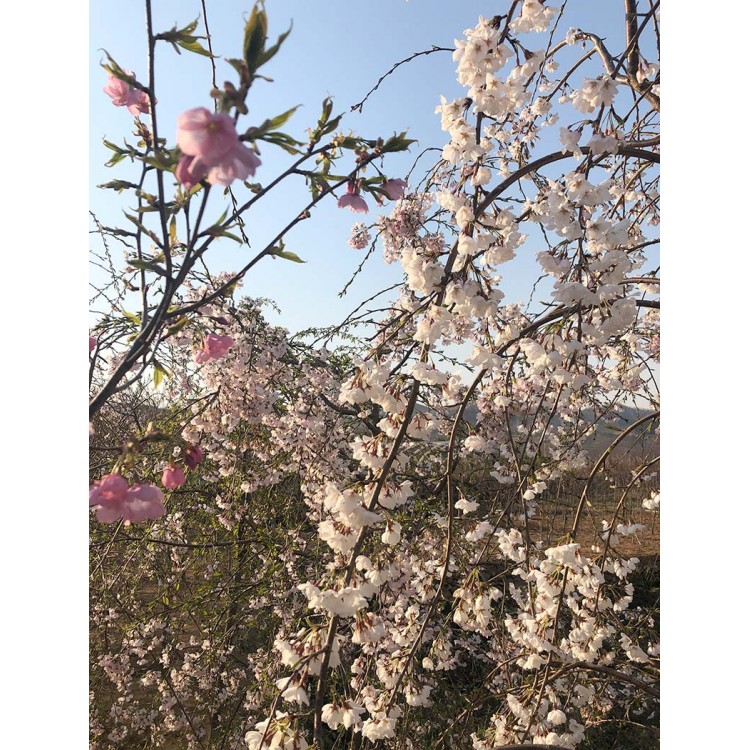 日本垂枝樱花