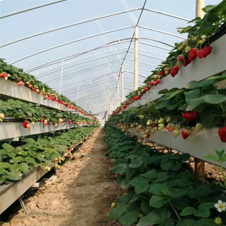 农业种植草莓立体种植槽 蔬菜栽培槽