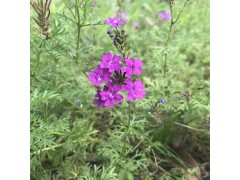 宿根花卉的栽培管理