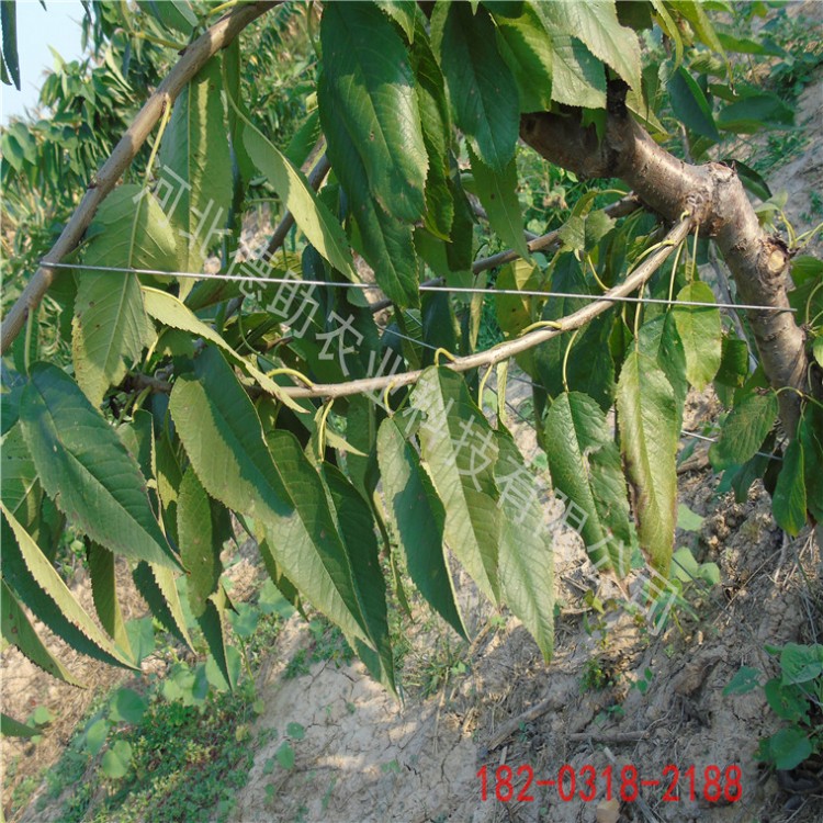 果樹拉枝器彎枝開角器主干型拉枝定型器果樹通用