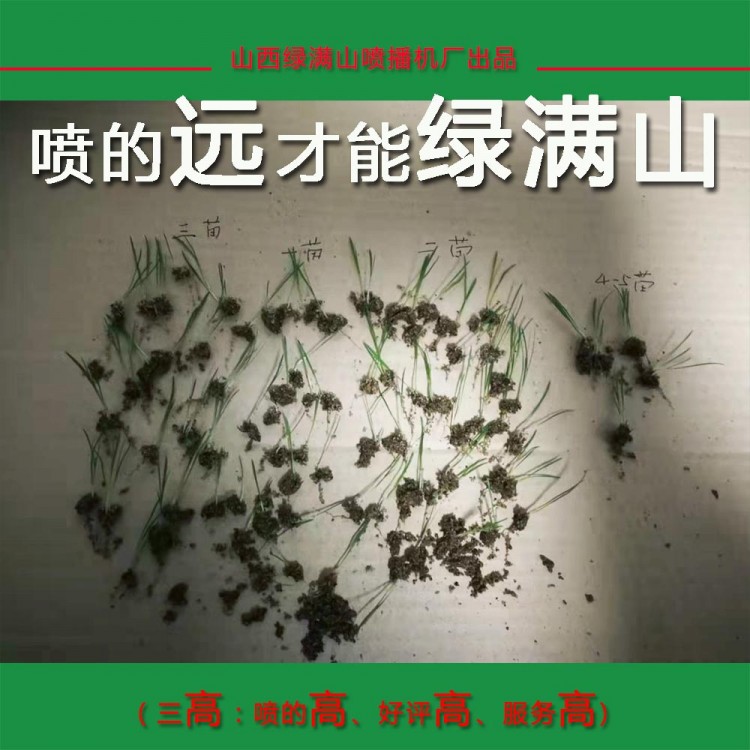 边坡绿化草种