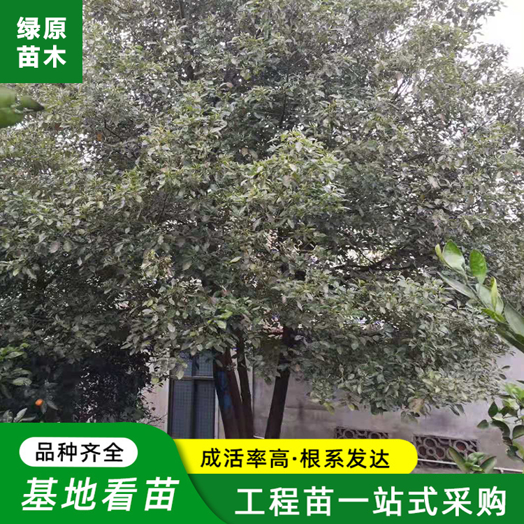三杆香樟  香樟木头