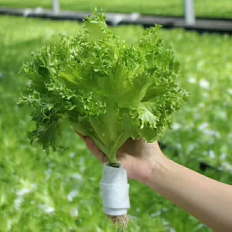 日本水培叶菜无土栽培技术