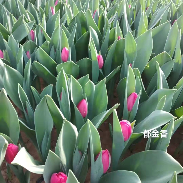 郁金香种植基地