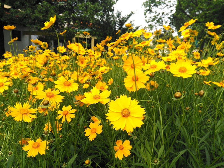 金鸡菊