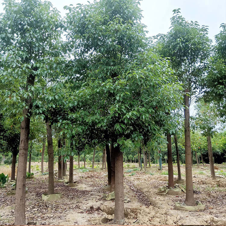 丛生香樟树基地价格