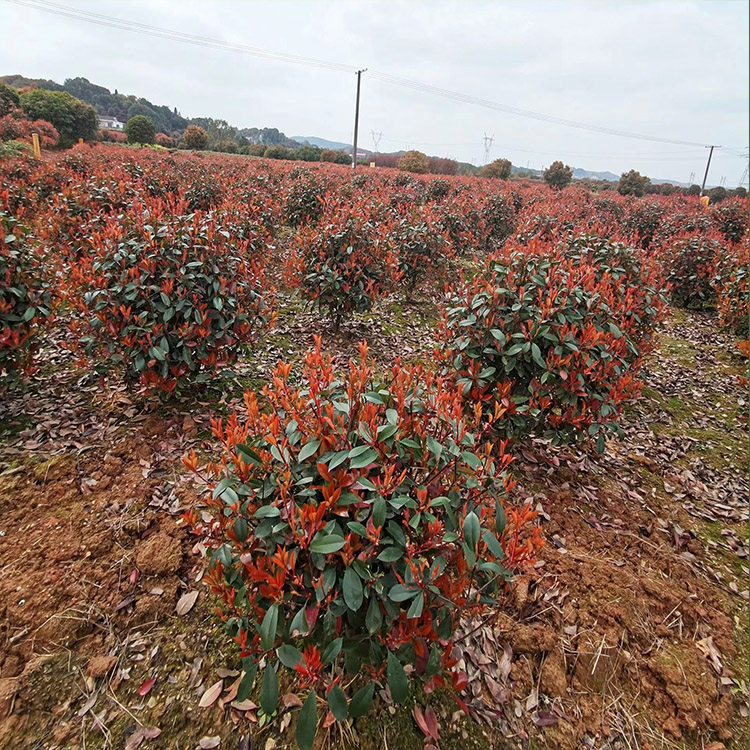 苗木基地红叶石楠球直销价格