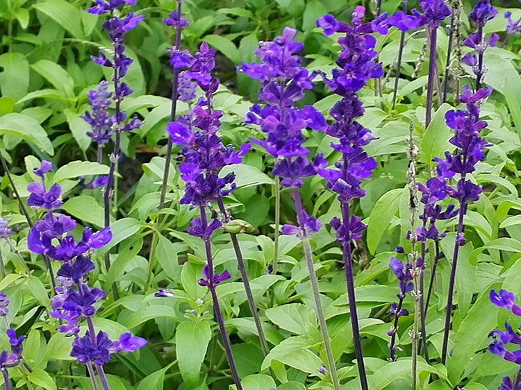 鼠尾草