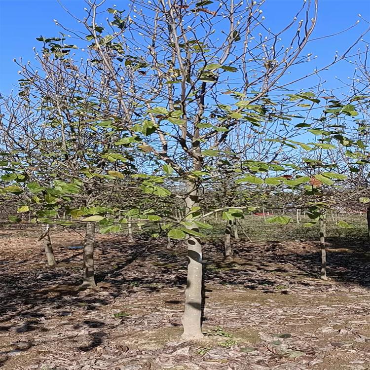 俊贤 基地出售紫玉兰 庭院小区观赏植物 园艺工程苗玉兰基地