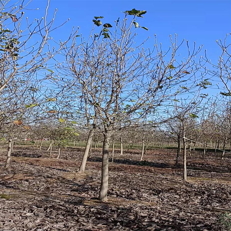 俊贤 基地销售紫玉兰树苗 绿化工程苗木 批发紫玉兰