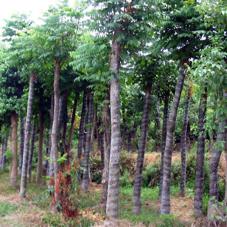 俊贤 专业生产种植栾树 苗木厂家 批发量大从优