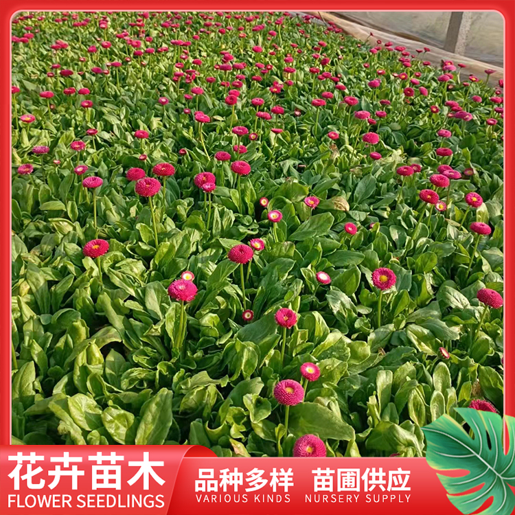 雏菊价格