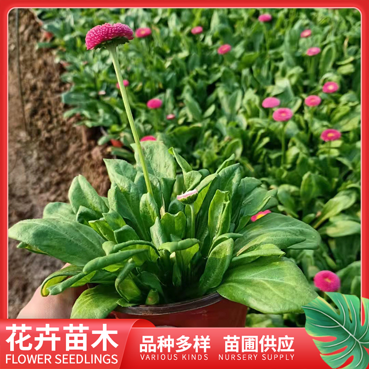 双色盆雏菊