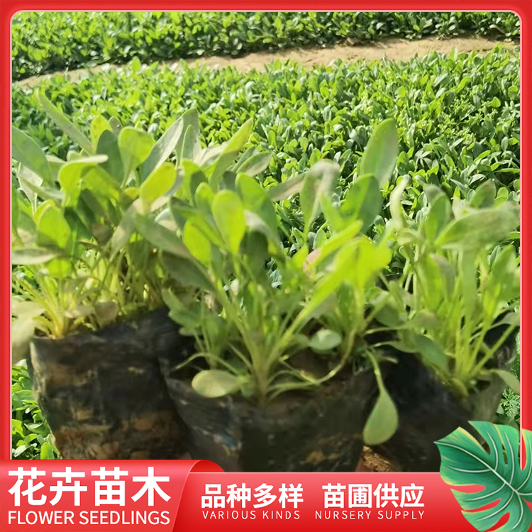 大花金鸡菊