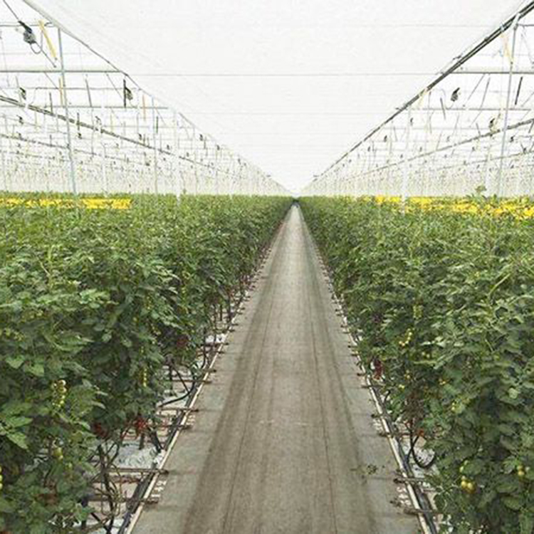 无土栽培基地