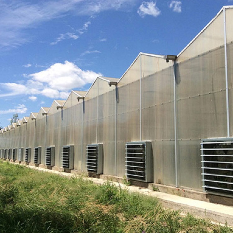 山东阳光板温室