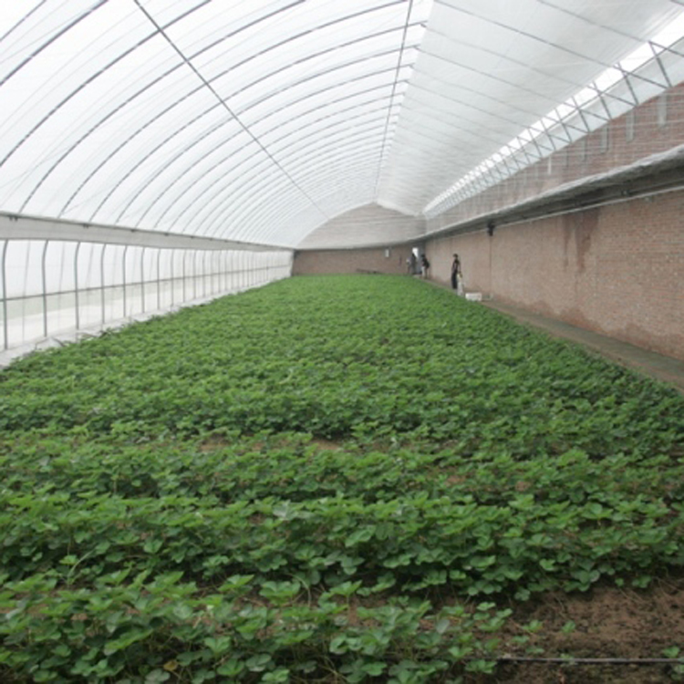 温室蔬菜大棚