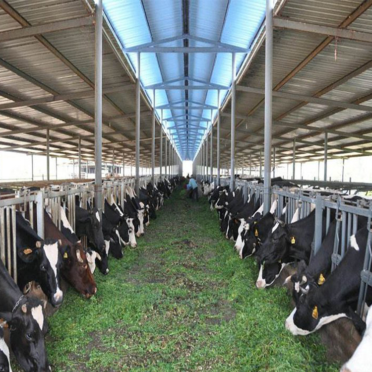 Cattle breeding greenhouse