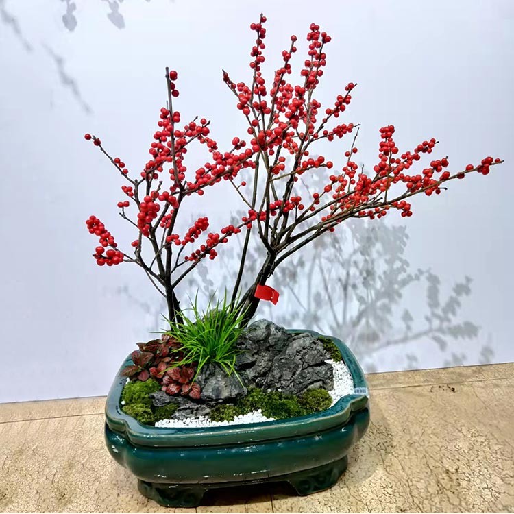 深圳网红植物北美冬青轻奢风盆栽