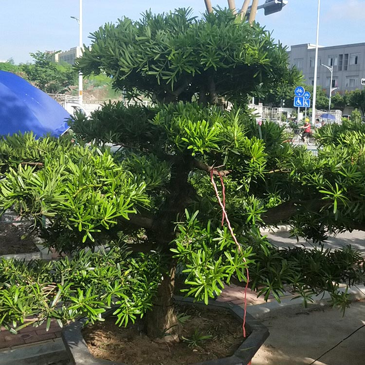 深圳罗汉松盆景园艺