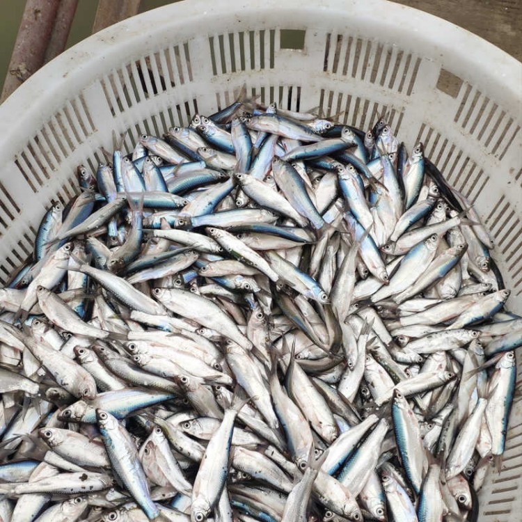 大量收购各种淡水鱼 全年收购淡水小杂鱼 吉林省淡水鱼收购商