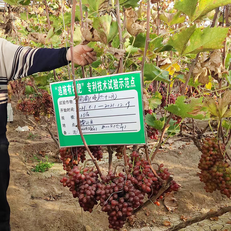 克伦生葡萄生产