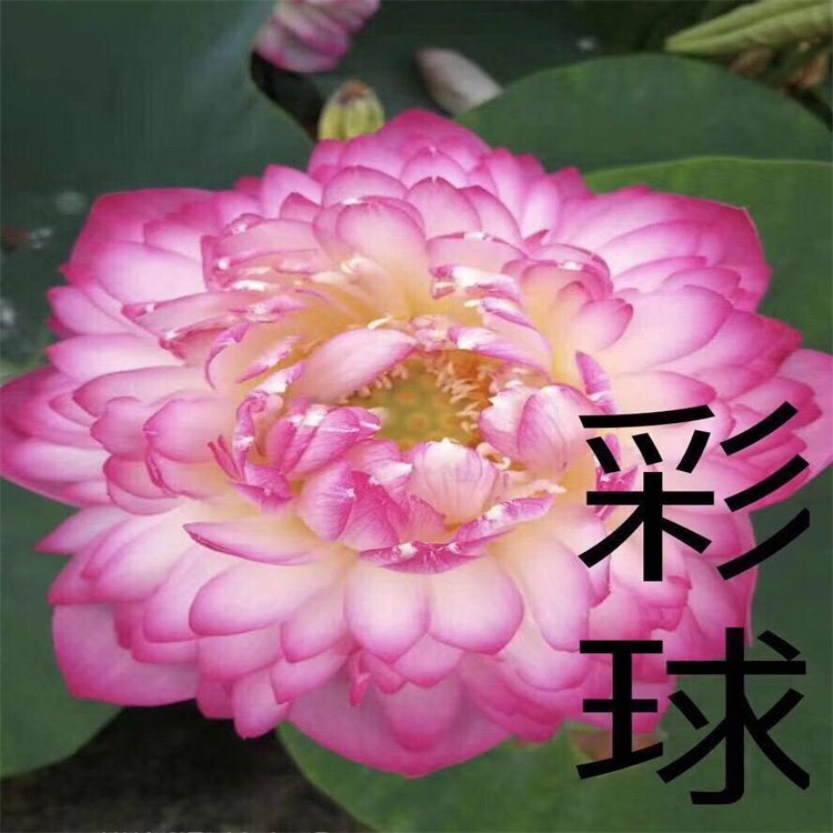 荷花价格