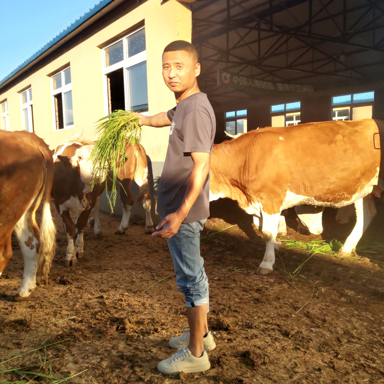 吉林省五六百斤西门塔尔小公牛出售 体型骨架大 红白花片