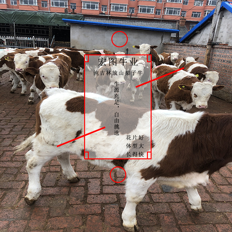 四五百斤西门塔尔小公牛现在的价格,吉林省宏图牛业