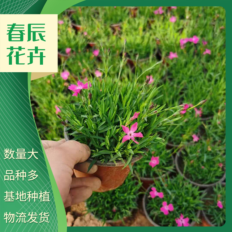 欧石竹 盆栽小苗种植基地 来电咨询