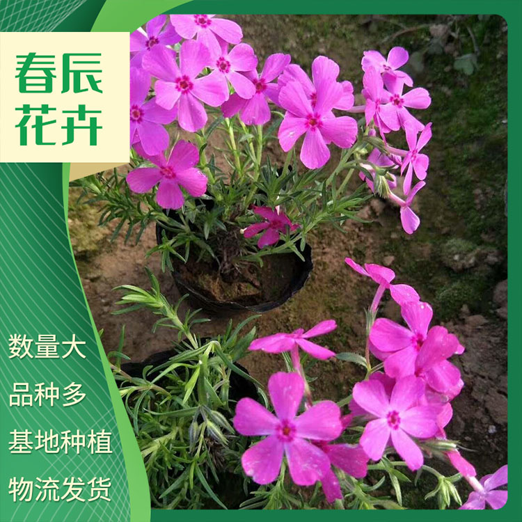 芝樱 又名丛生福禄考 宿根花卉 基地直销