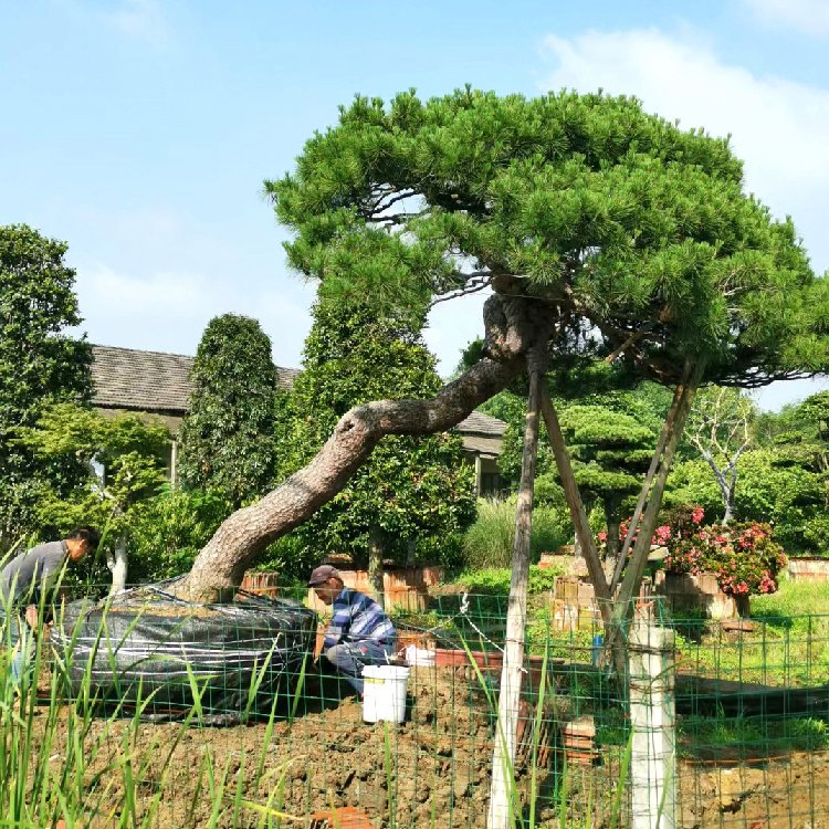 日本造型黑松 别墅花园景观绿化植物