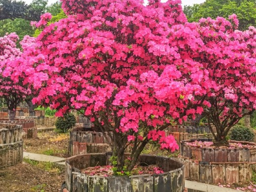 日本杜鹃 绿化植物 别墅花园景观