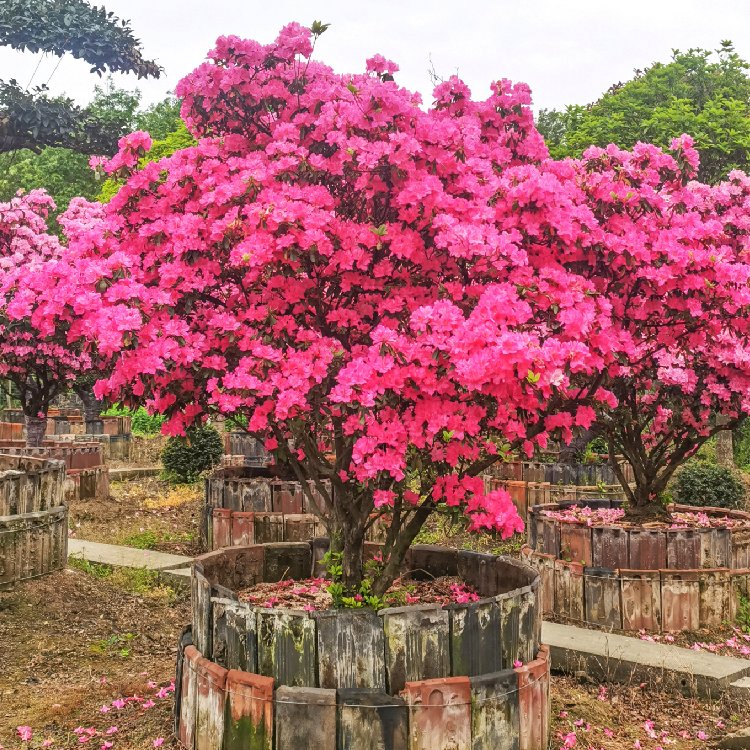 日本杜鹃 绿化植物 别墅花园景观