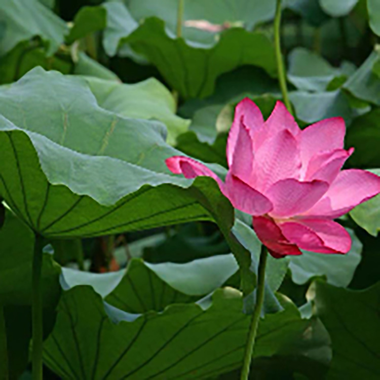 Lotus