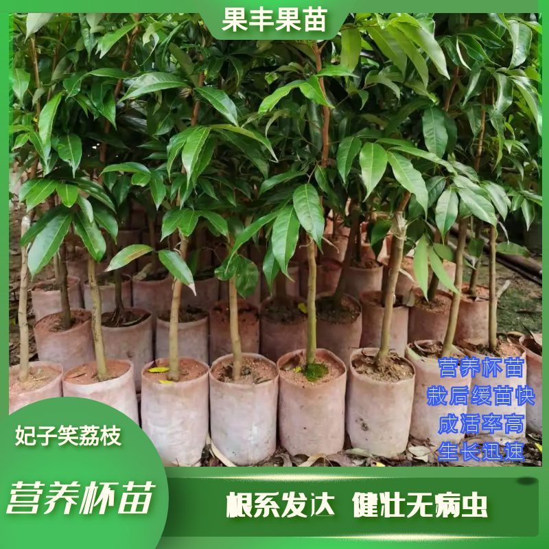 妃子笑荔枝树苗_果丰新品种荔枝苗种植基地