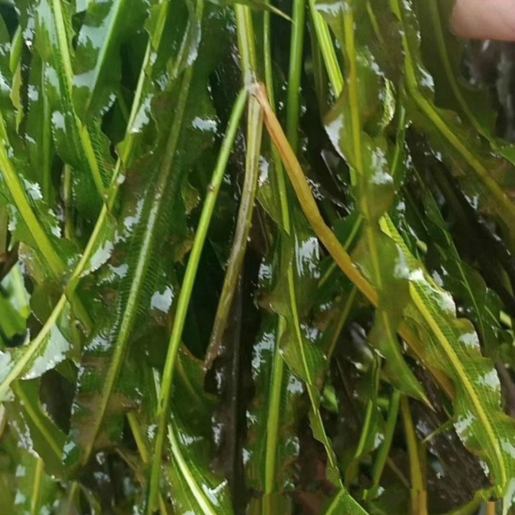 马来眼子菜 沉水植物 耐寒 净化水体 易种植简 繁殖快