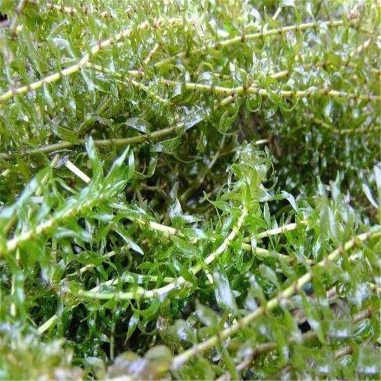 伊乐藻 沉水植物 生长繁殖快 水生态修复净水植物