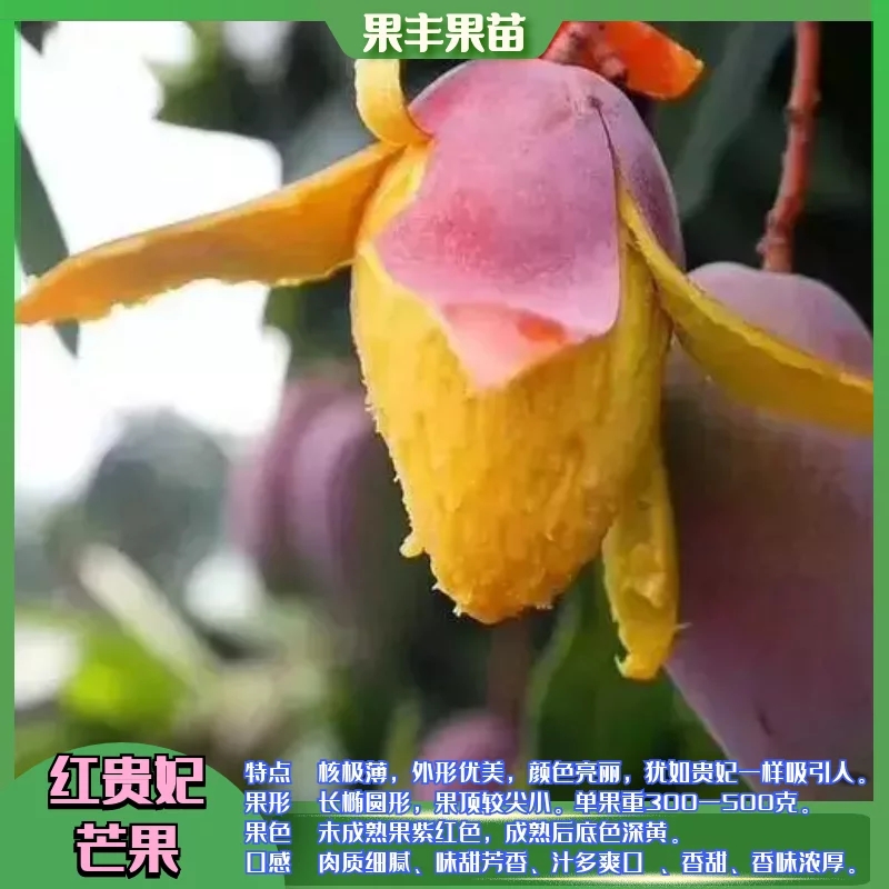 红贵妃又名红金龙芒果苗批发_种植技术 前景