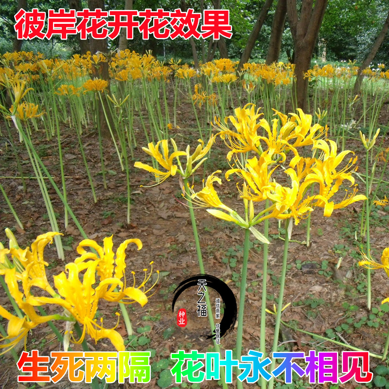 白山箭舌豌豆种子种植方法